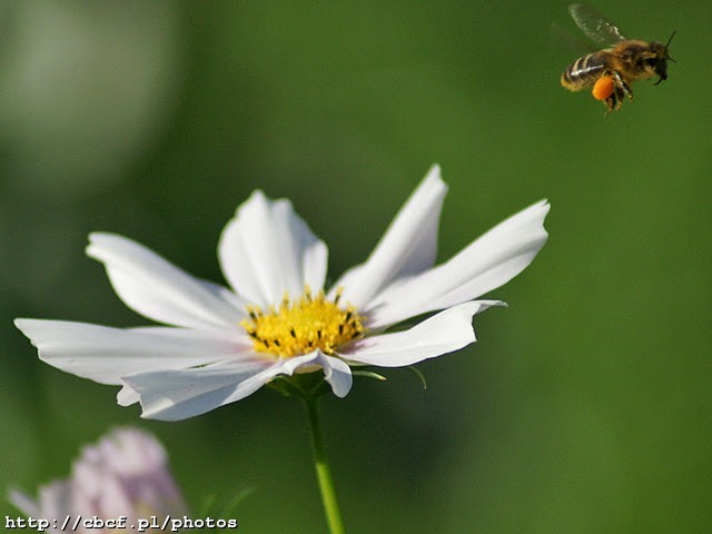 2008-08-14 Natura